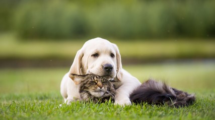 A cat and dog snuggling