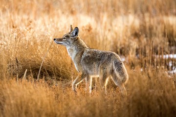 coyote in a field.